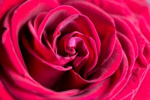 wonderful-rose-flower-close-up-picjumbo-com2